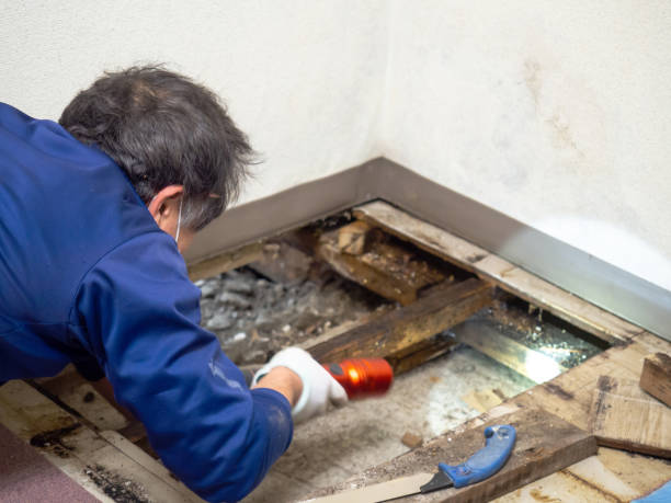 Best Mold Damage Repair  in Glassport, PA