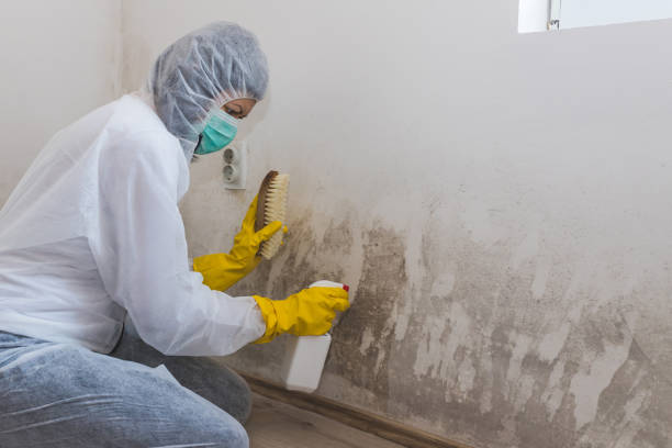 Best Commercial Mold Removal  in Glassport, PA