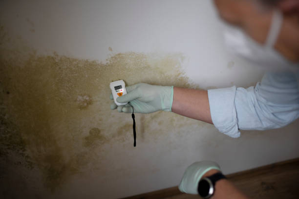 Best Toxic Mold Removal  in Glassport, PA