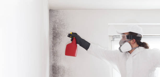 Best Office Mold Removal Services  in Glassport, PA