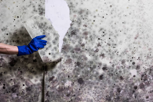 Office Mold Removal Services in Glassport, PA