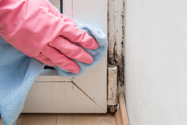 Best Mold Removal Process  in Glassport, PA